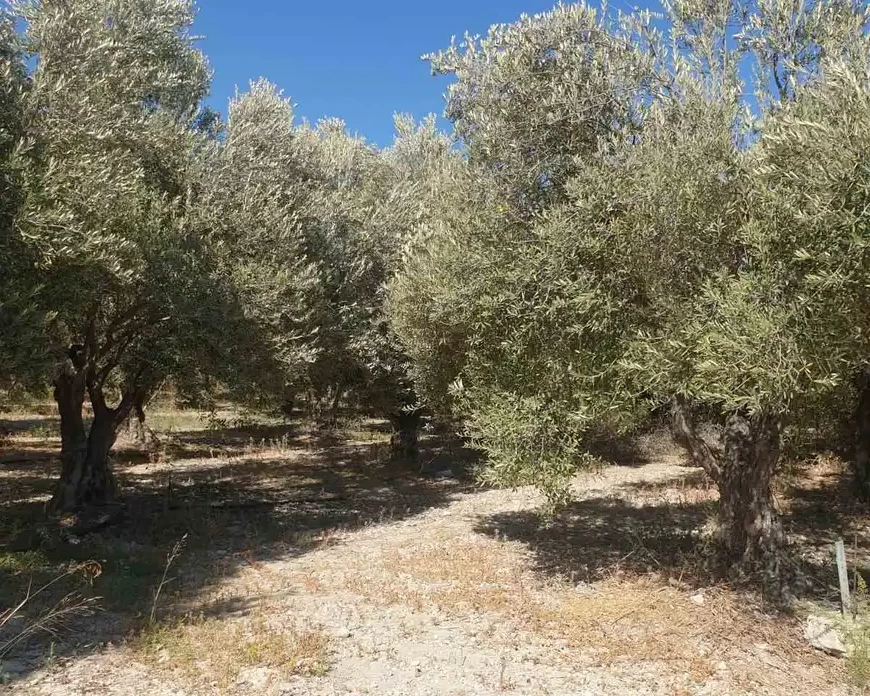 (Share) Agricultural land 7100 m² €62.000, image 1