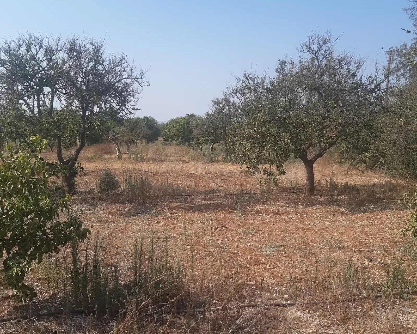 Agricultural land 10024 m² €95.000, image 1